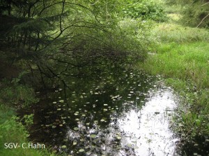 Niedermoor Gettenbach (2)