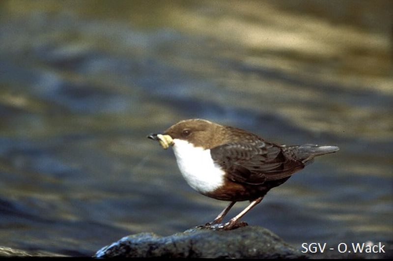 Wasseramsel
